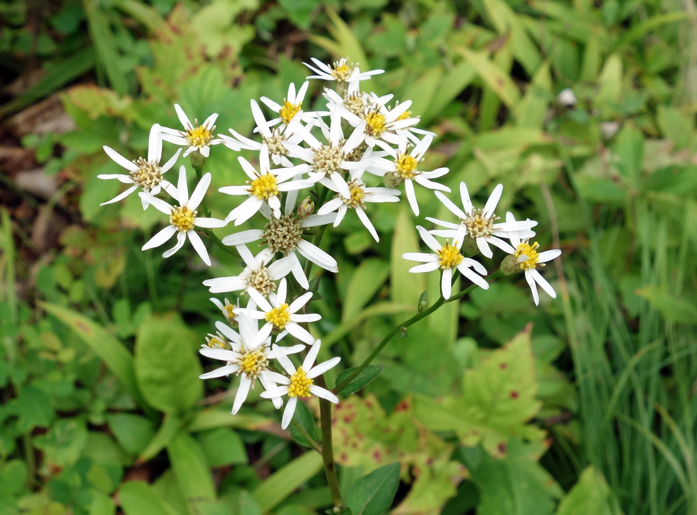 Изображение особи Doellingeria scabra.