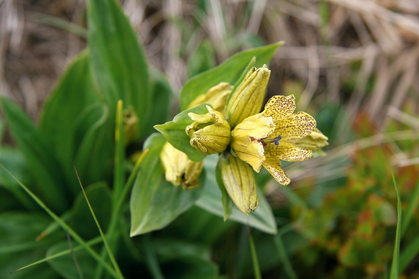 Изображение особи Gentiana punctata.