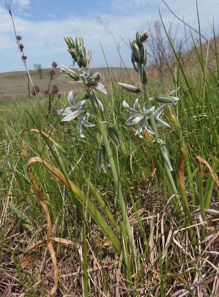 Image of Ornithogalum boucheanum specimen.