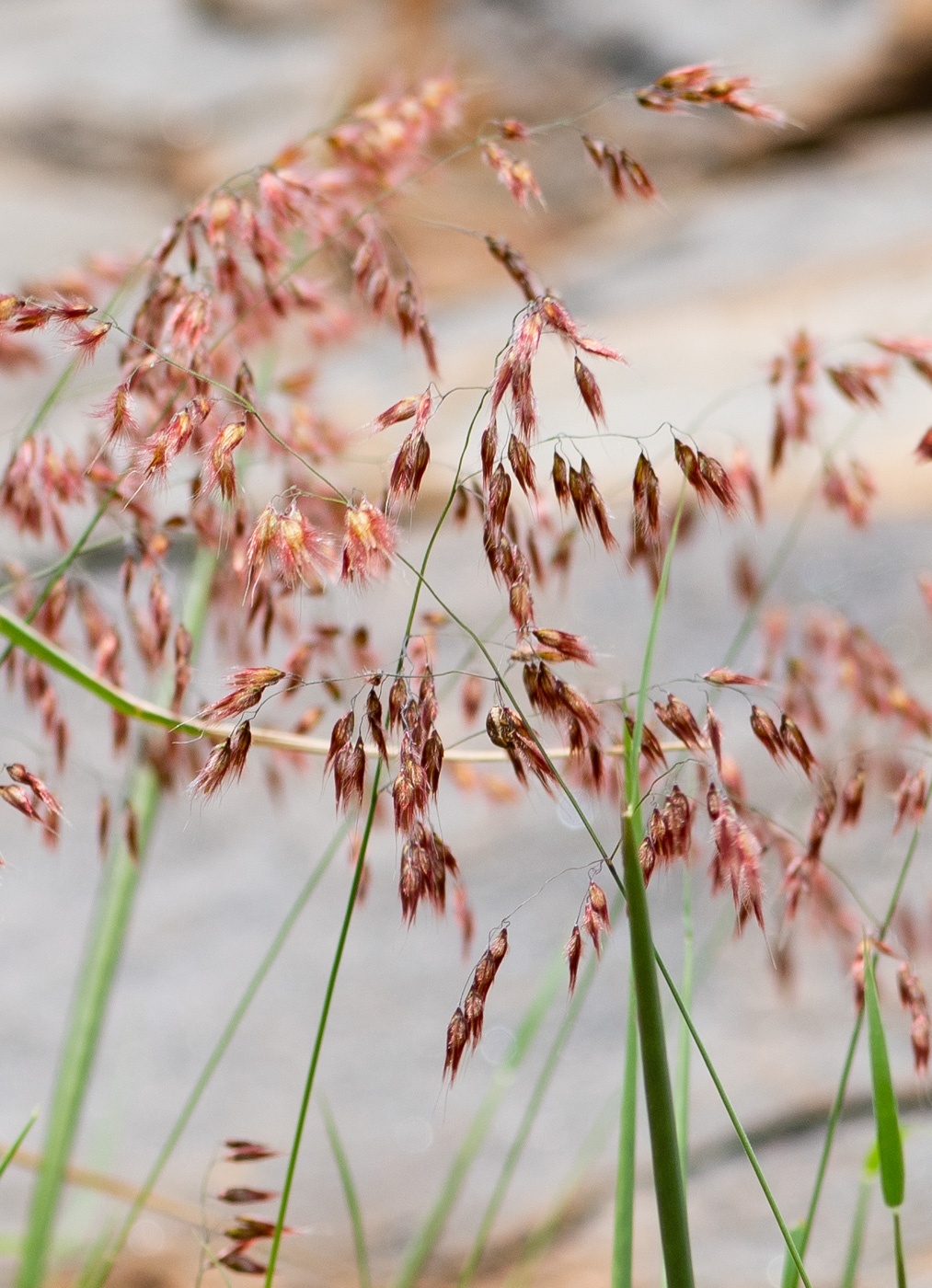 Изображение особи Melinis repens.