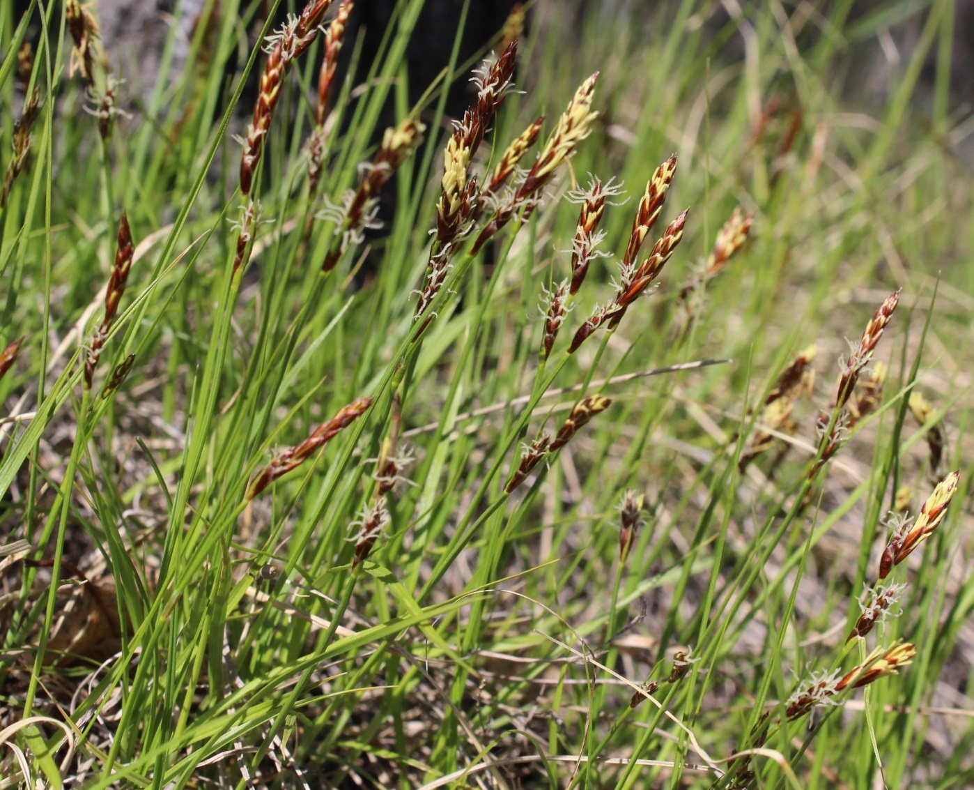 Image of Carex supina specimen.