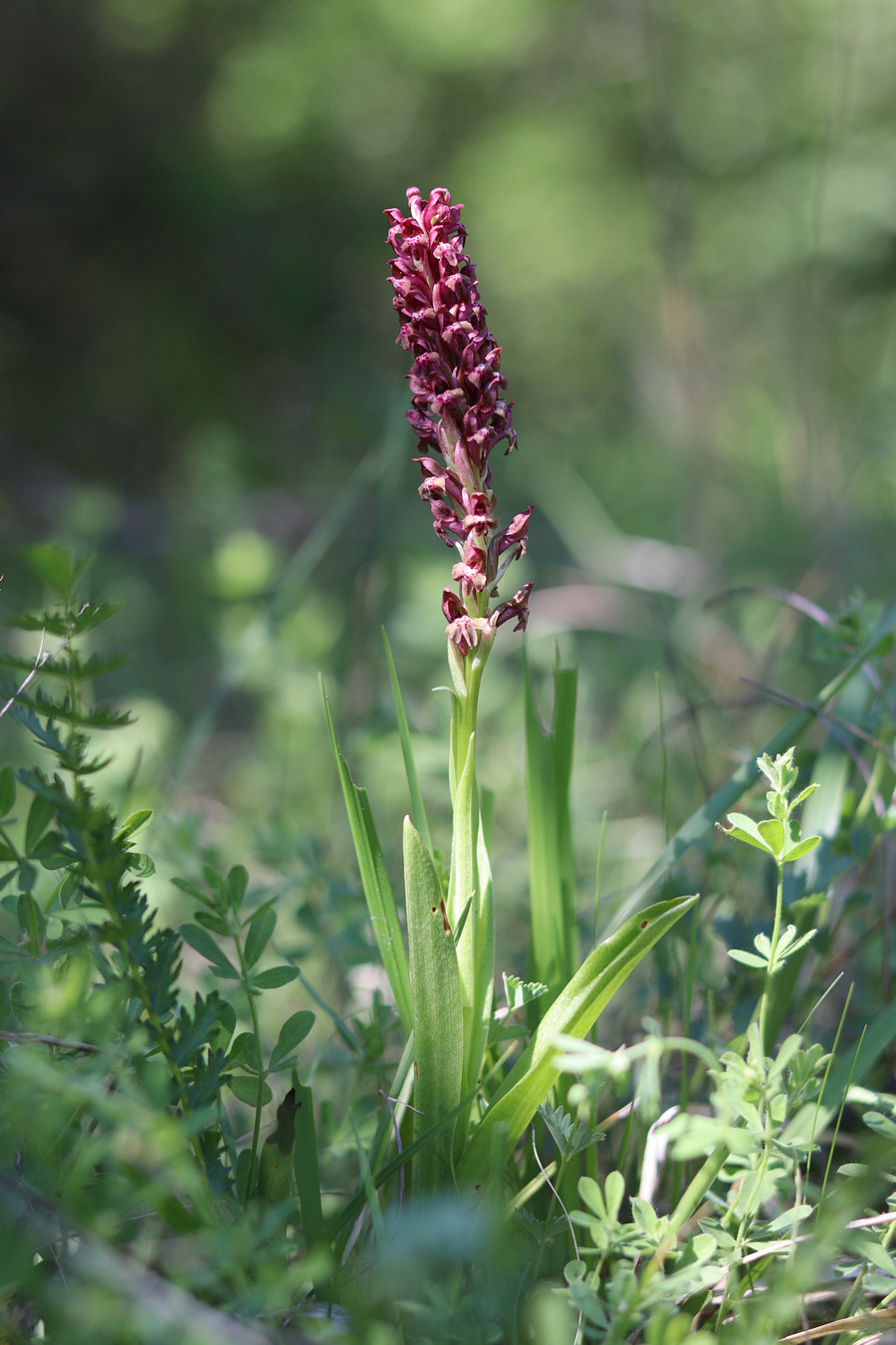 Image of Anacamptis coriophora specimen.