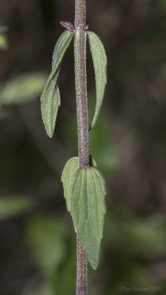 Изображение особи Odontites vulgaris.