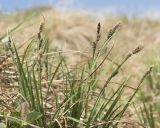 genus Carex
