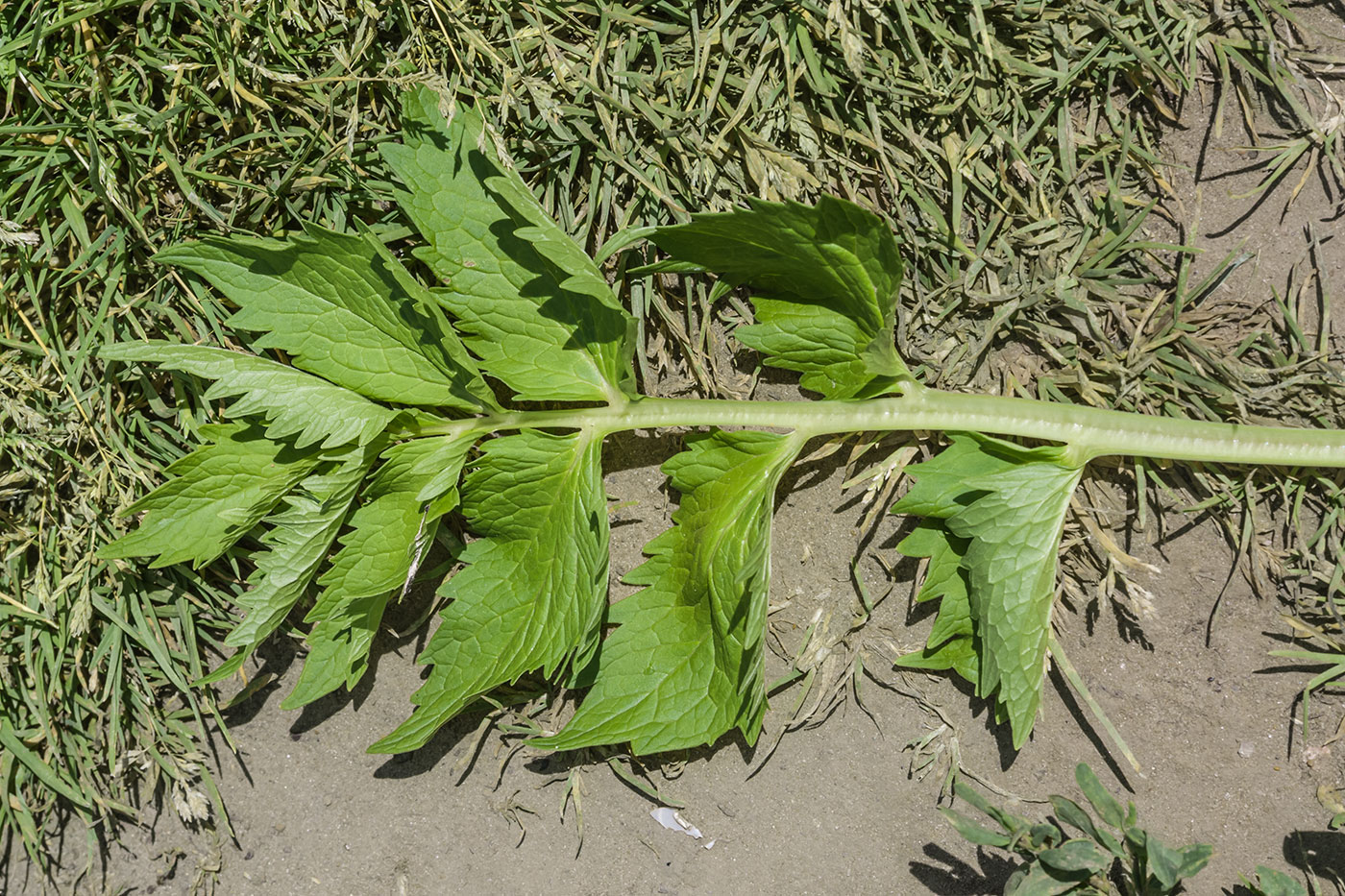 Изображение особи род Valeriana.