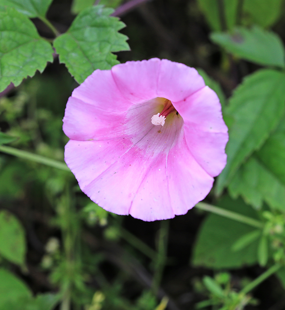 Изображение особи Calystegia subvolubilis.