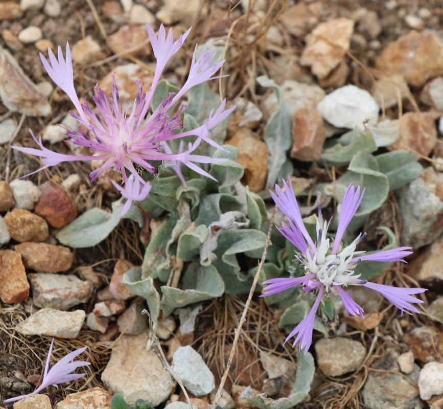 Изображение особи Psephellus integrifolius.