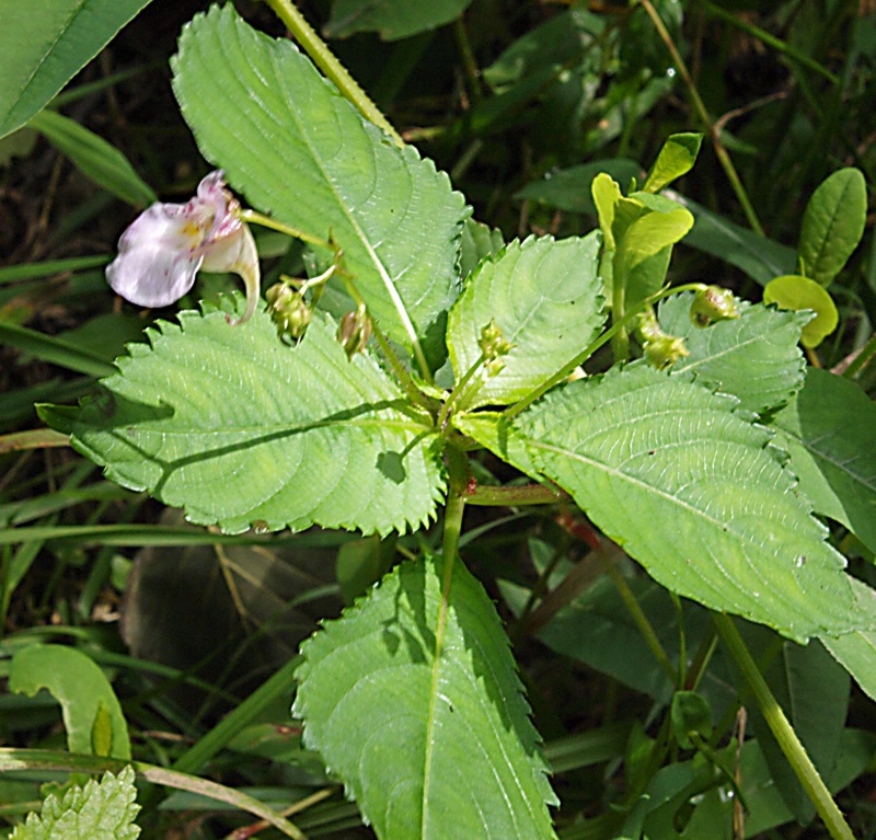 Изображение особи Impatiens furcillata.