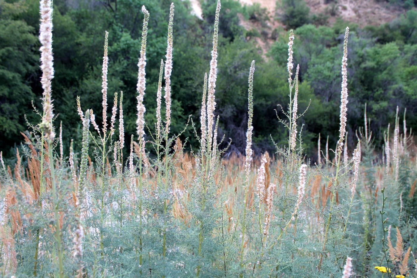 Image of Myricaria bracteata specimen.