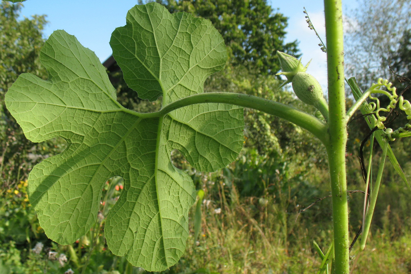 Изображение особи Cucurbita ficifolia.