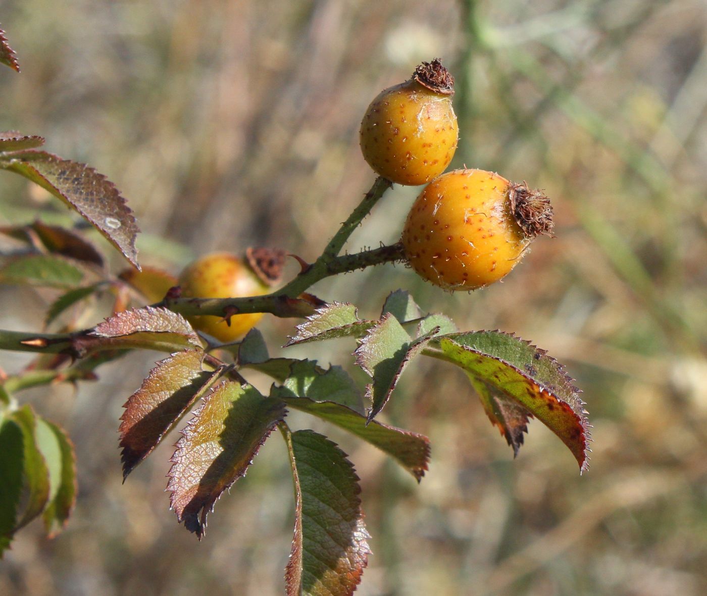 Изображение особи Rosa schmalhauseniana.