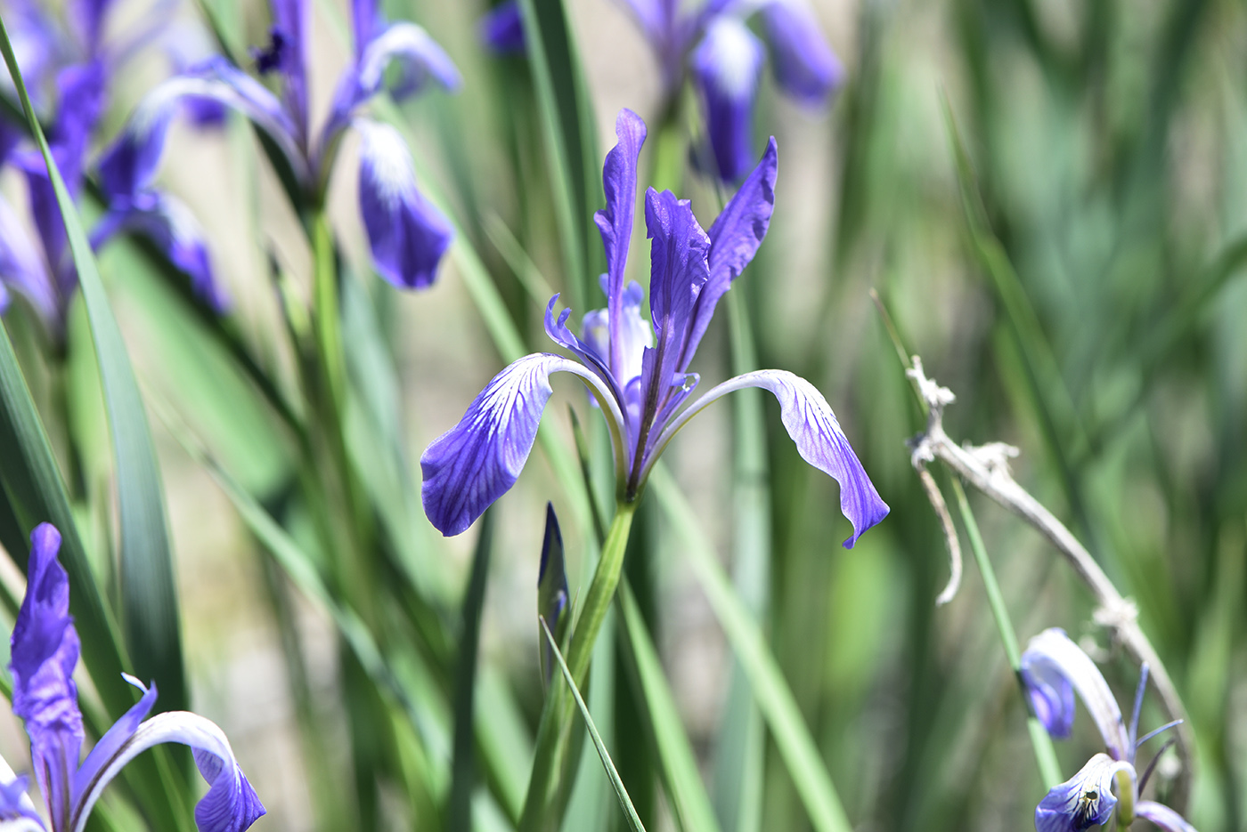 Image of Iris pallasii specimen.