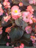 Begonia cucullata