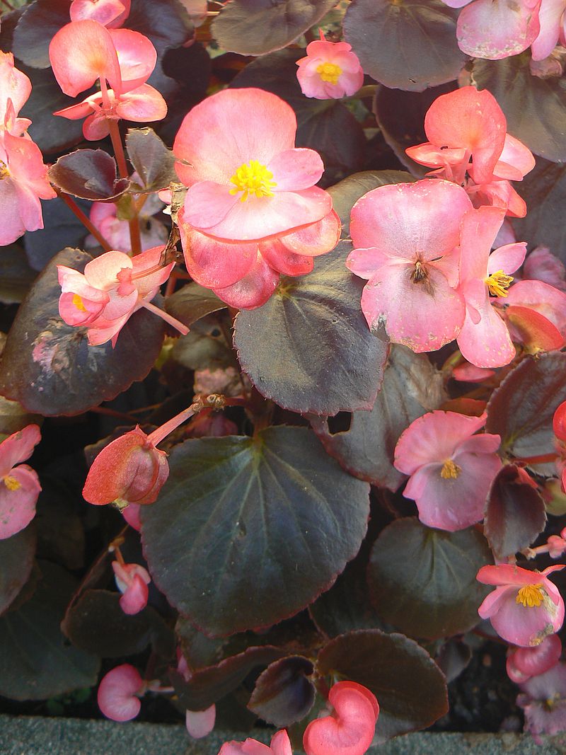 Image of Begonia cucullata specimen.