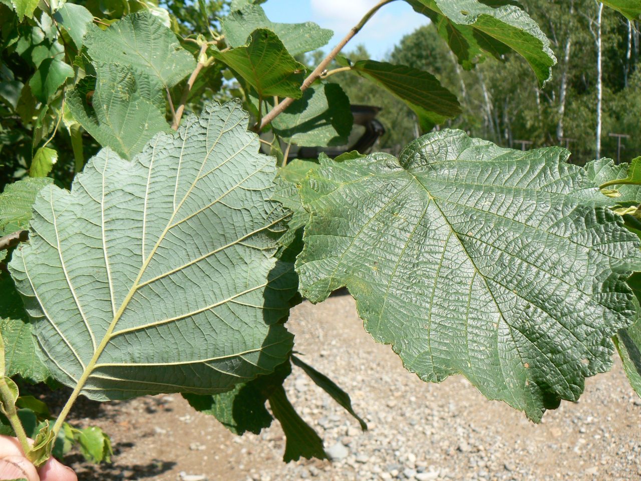 Image of Alnus hirsuta specimen.