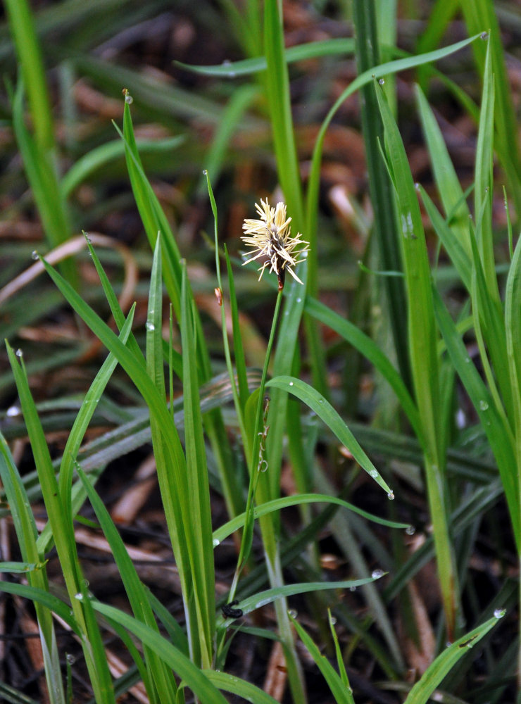 Изображение особи Carex pilosa.