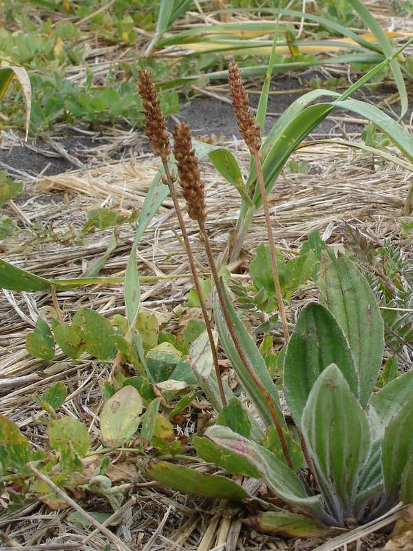 Изображение особи Plantago camtschatica.