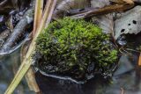 Bryopsida