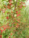 Photinia villosa