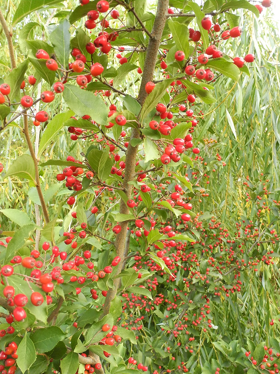 Image of Photinia villosa specimen.