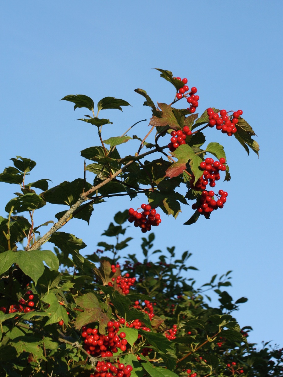 Изображение особи Viburnum opulus.