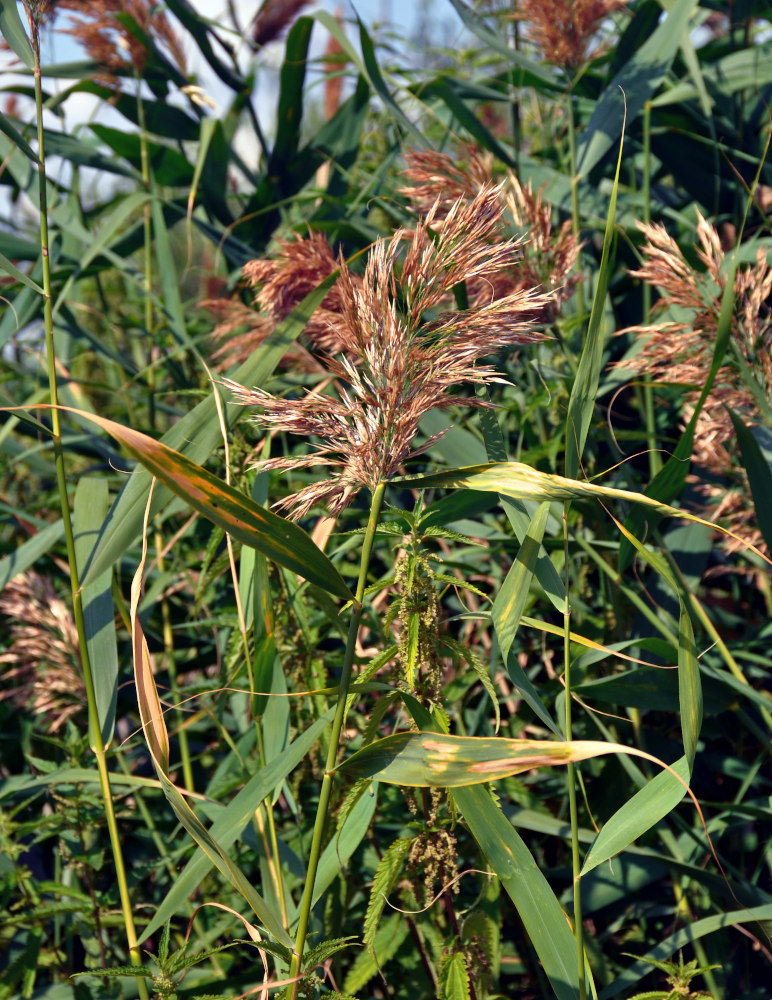 Изображение особи Phragmites australis.