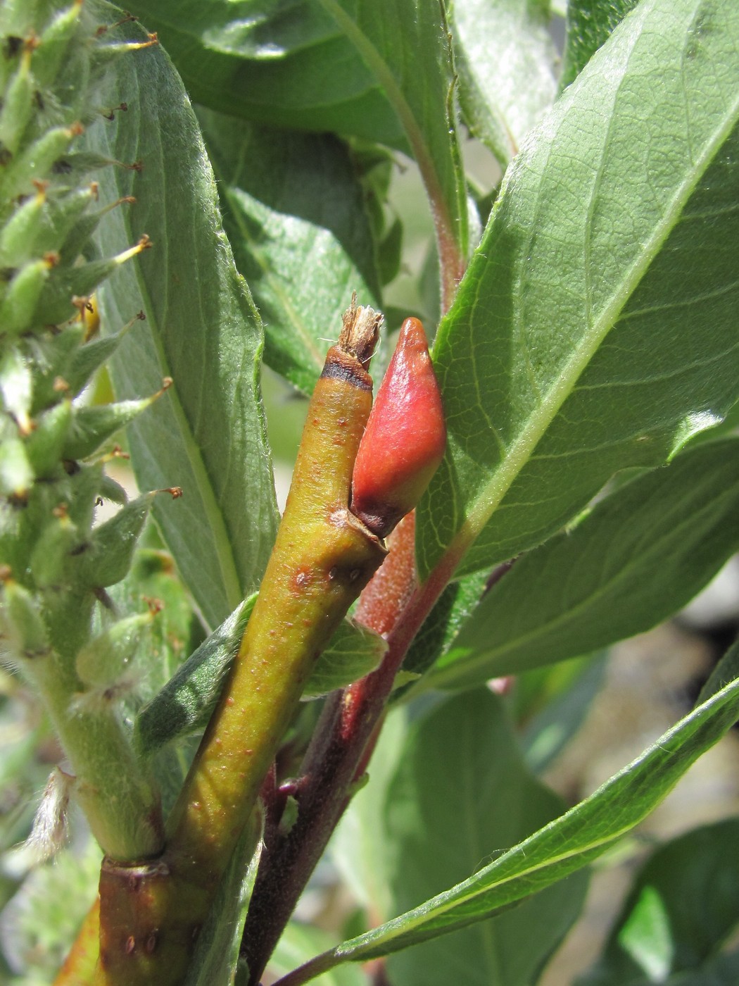 Image of Salix pantosericea specimen.