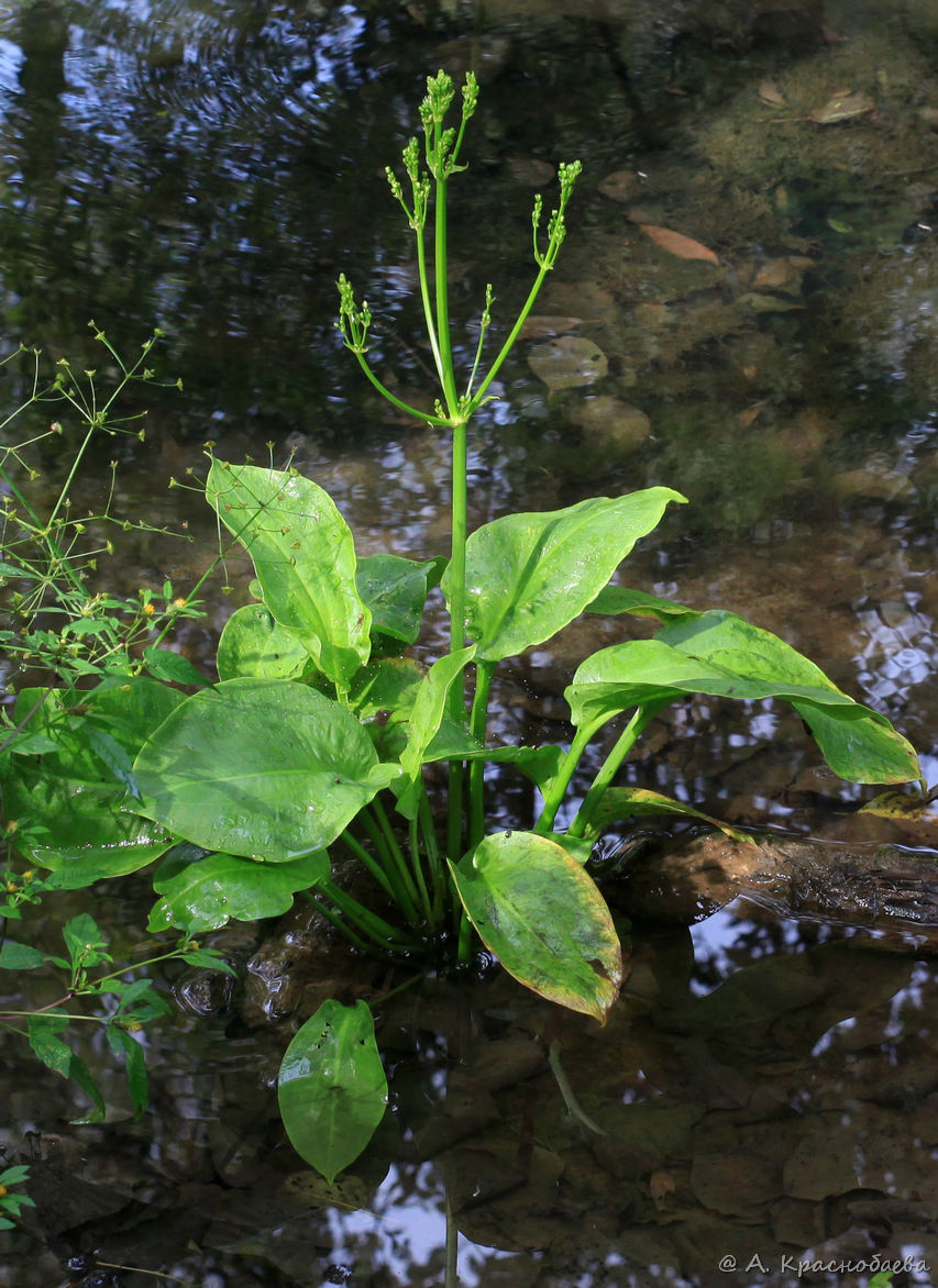 Изображение особи Alisma plantago-aquatica.