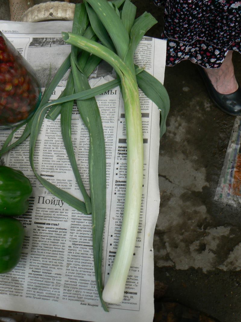 Image of Allium porrum specimen.