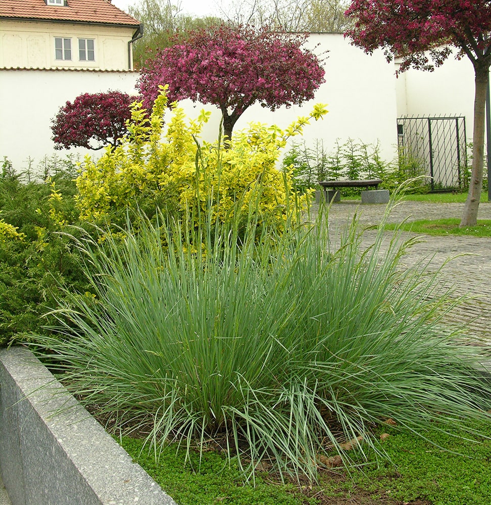 Изображение особи Helictotrichon sempervirens.