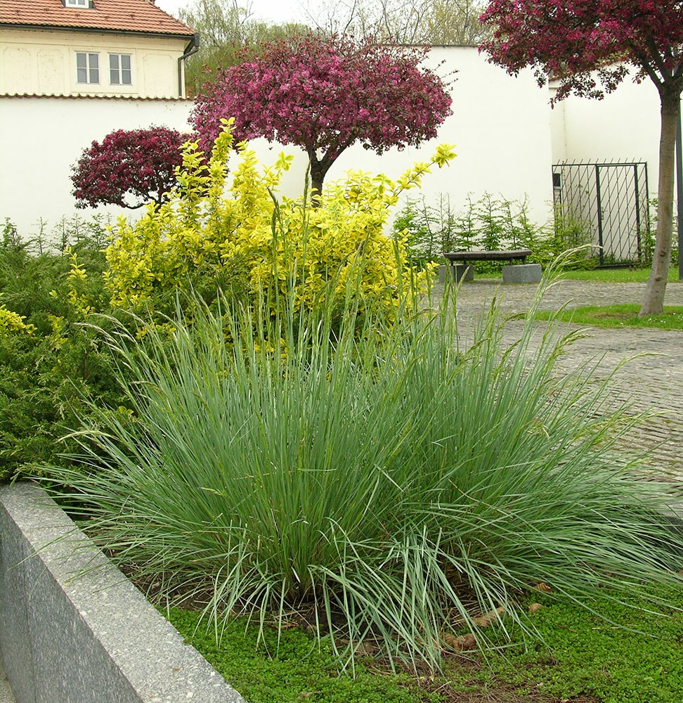 Image of Helictotrichon sempervirens specimen.