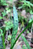 Dactylorhiza fuchsii