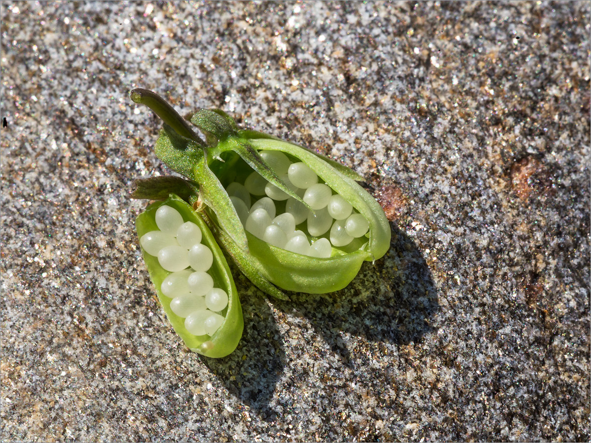 Image of Viola × litoralis specimen.