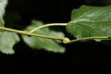 Tilia × europaea. Часть стебля, почка и черешок листа (справа). Санкт-Петербург, Старый Петергоф, парк \"Сергиевка\", липовая аллея, в культуре. 01.08.2020.