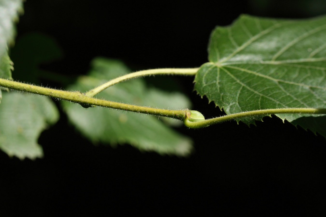 Image of Tilia europaea specimen.