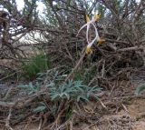 Corydalis ainae