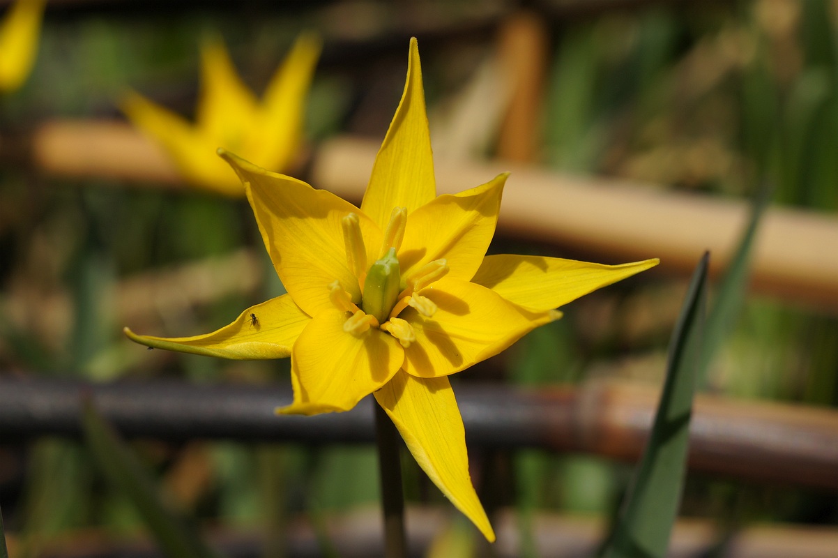 Изображение особи Tulipa biebersteiniana.