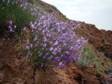 Salvia schmalhausenii