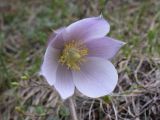 Pulsatilla vernalis. Цветок. Испания, автономное сообщество Каталония, провинция Жирона, комарка Рипольес, муниципалитет Сеткасес, курорт \"Вальтер 2000\", ≈2200 м н.у.м., каменистый луг. 01.06.2021.