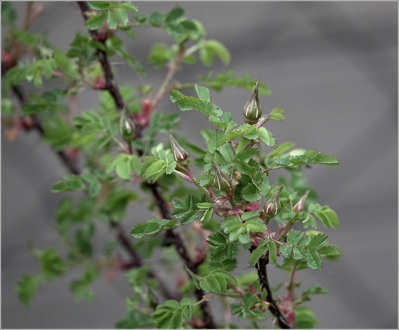 Image of Rosa spinosissima specimen.