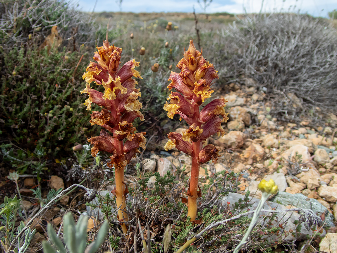 Image of Orobanche alba specimen.