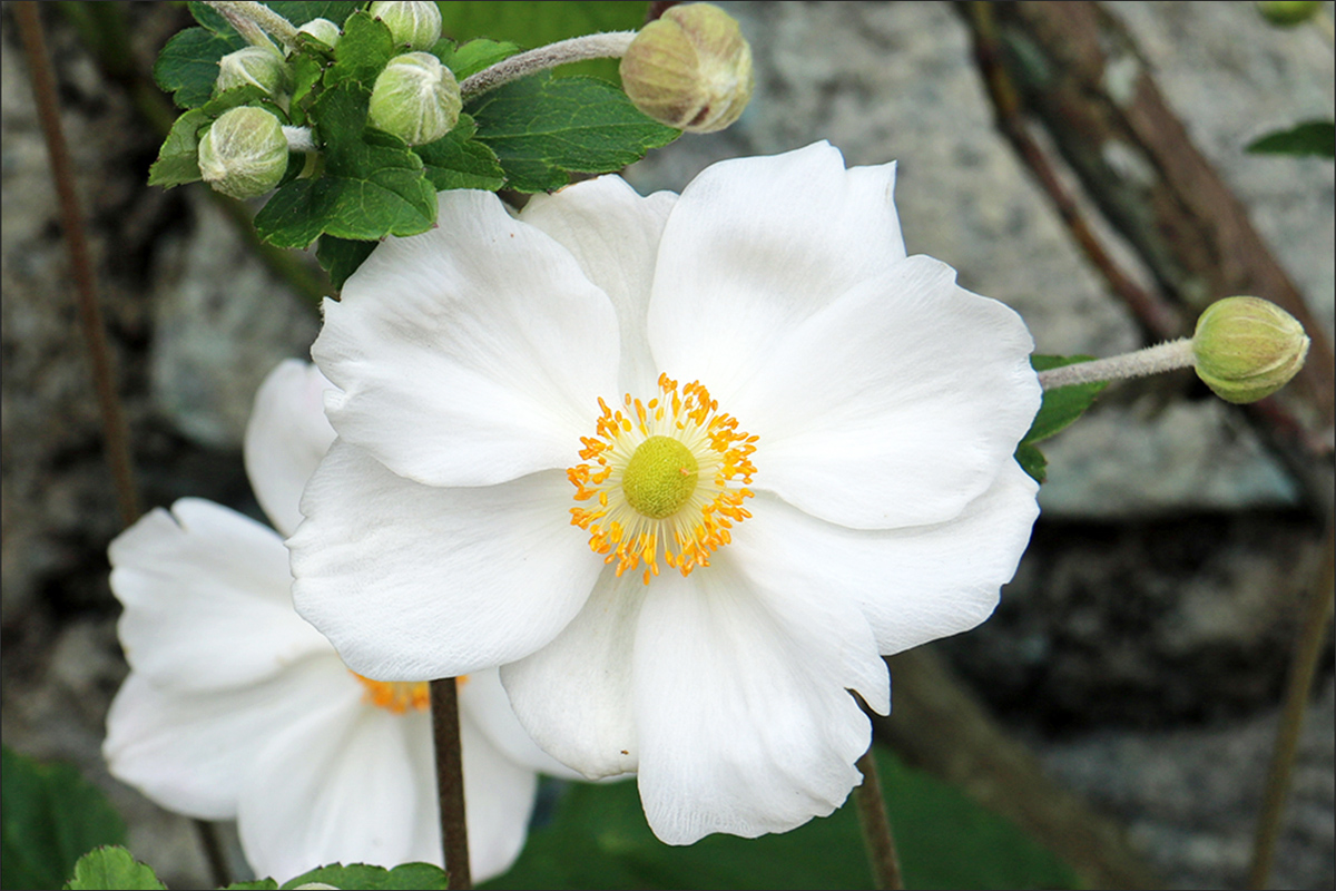 Изображение особи Anemone scabiosa.