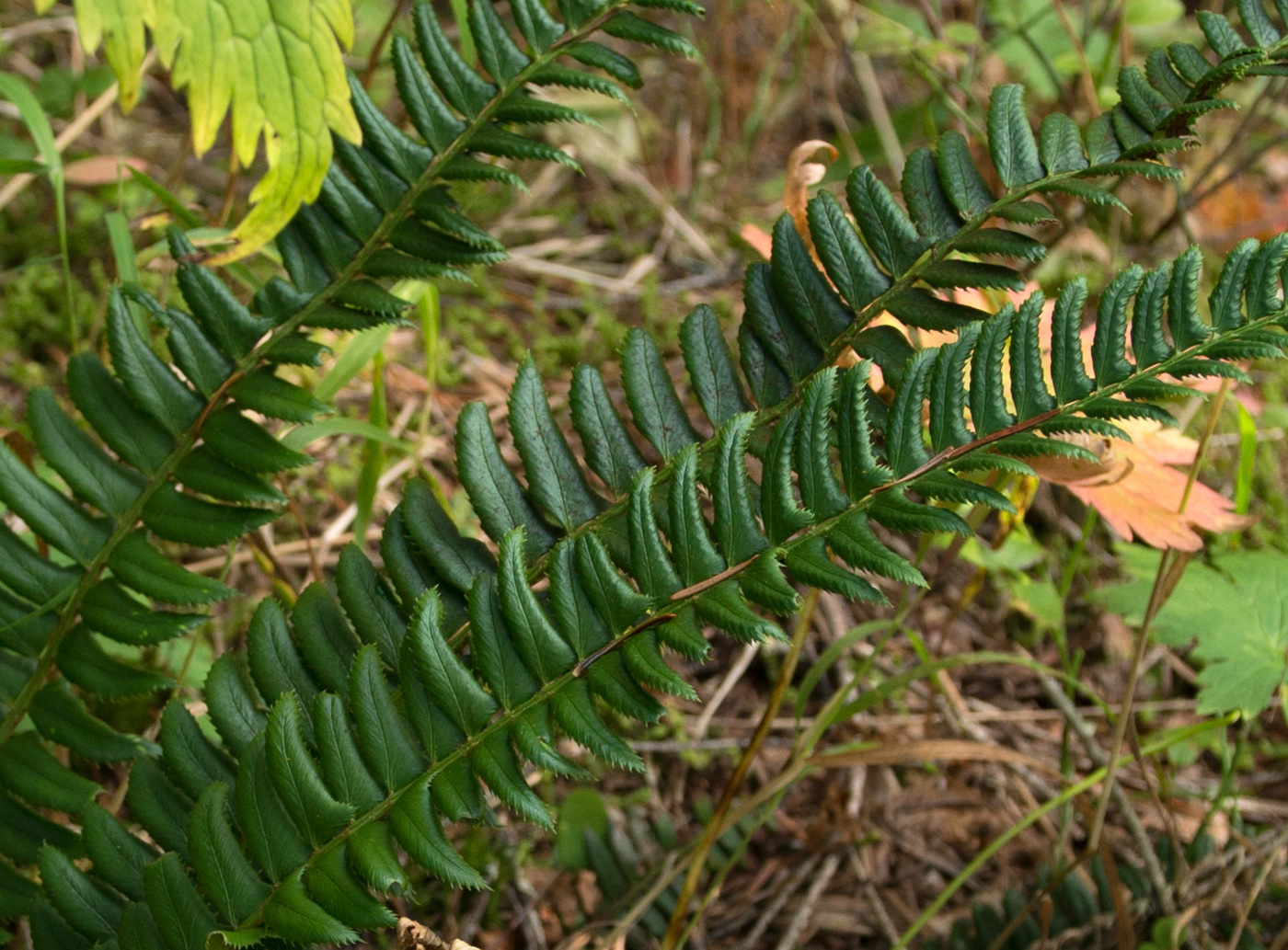 Изображение особи Polystichum lonchitis.