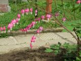 Dicentra spectabilis