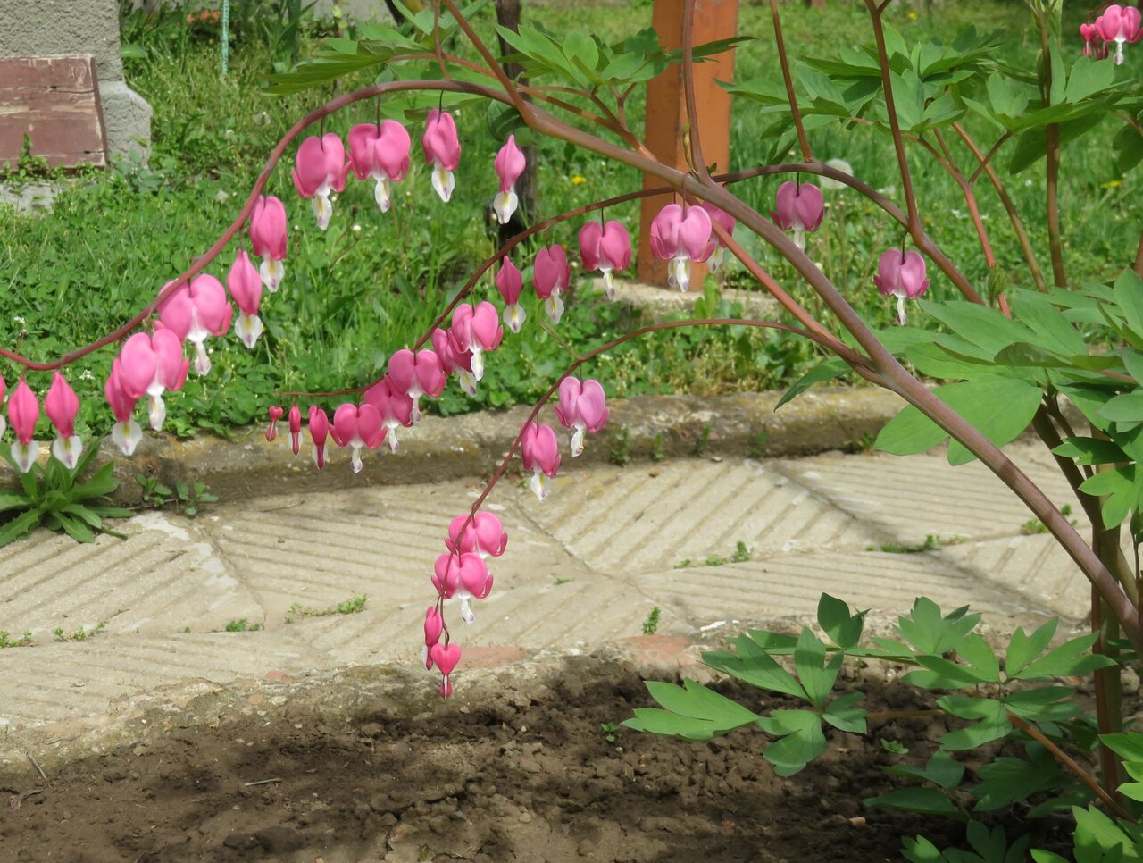 Image of Dicentra spectabilis specimen.