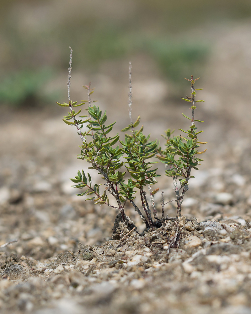 Image of Thymus pulchellus specimen.