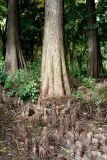 Taxodium distichum