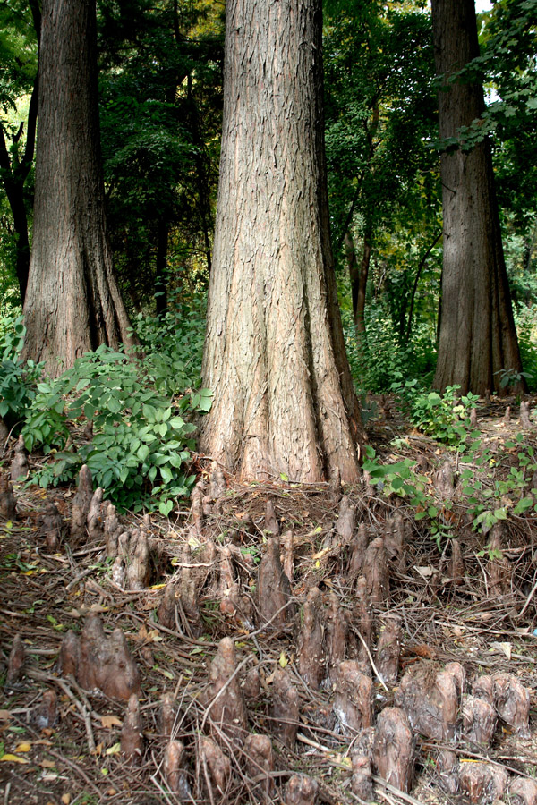 Изображение особи Taxodium distichum.