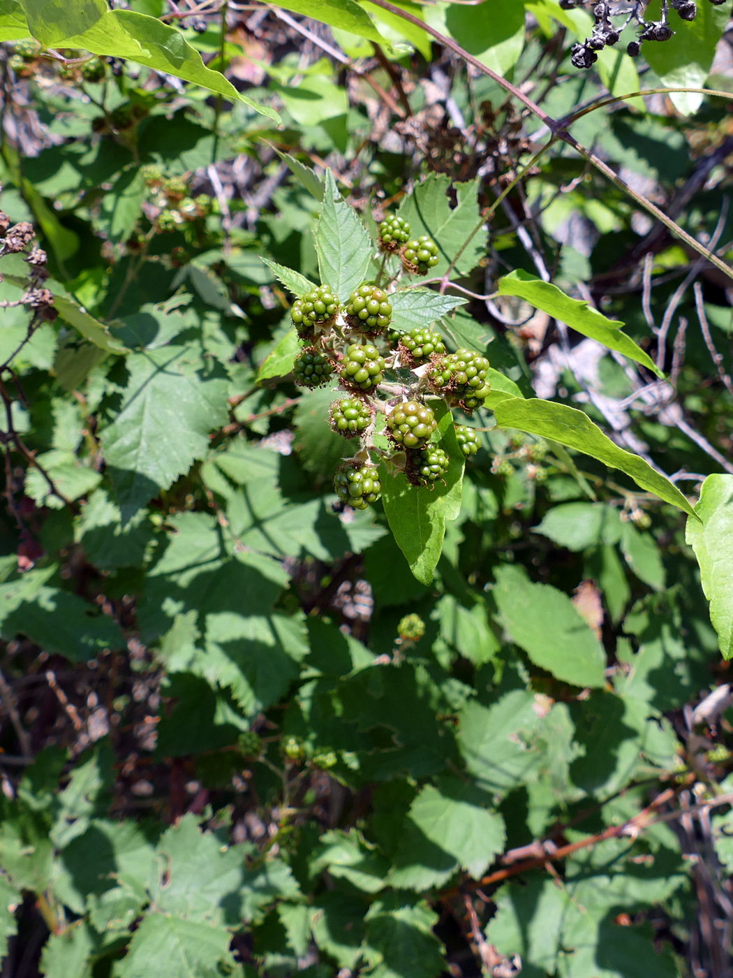 Изображение особи Rubus tauricus.