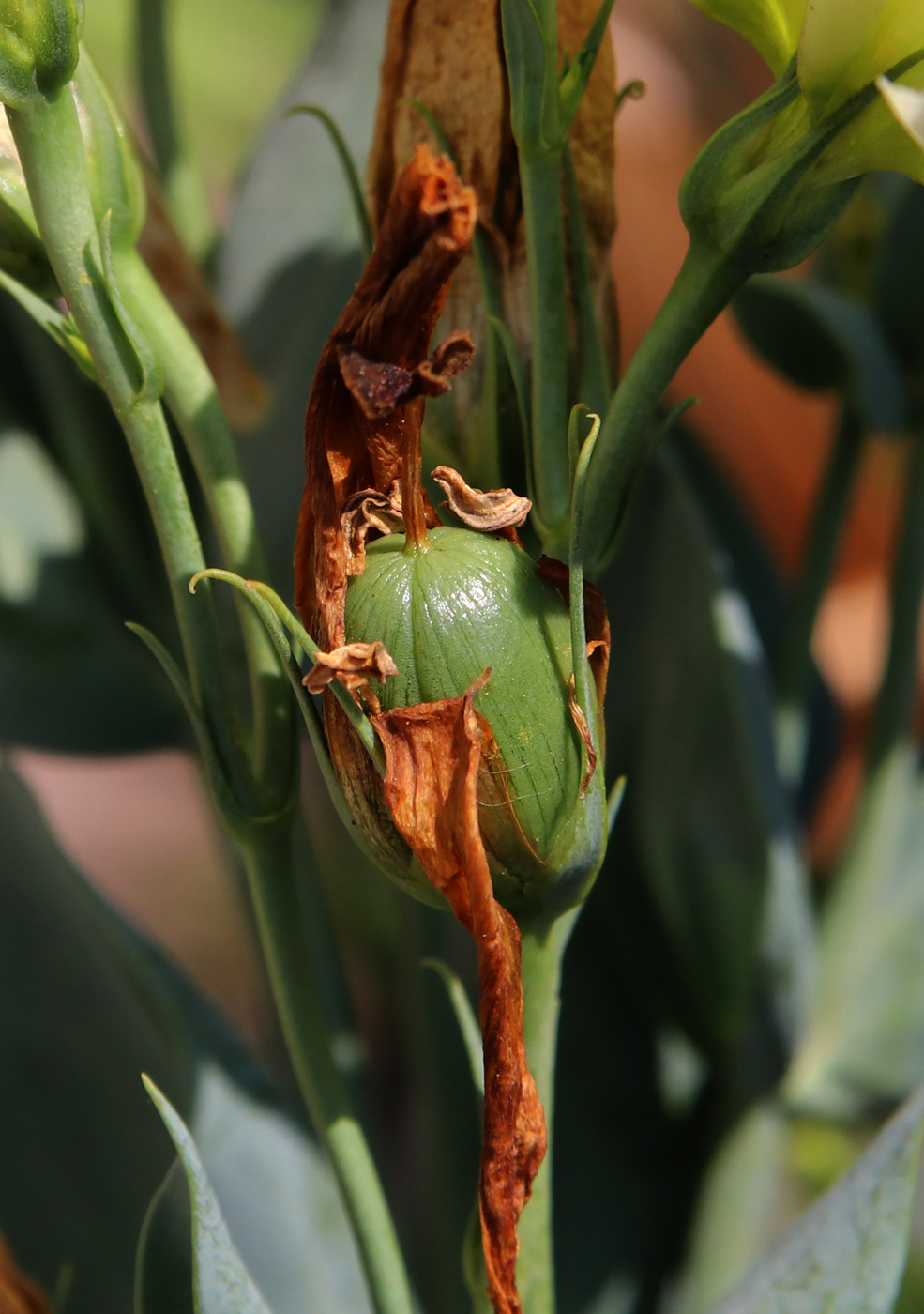 Image of Eustoma grandiflorum specimen.